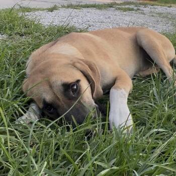 HOPE (671) -  Anatolian Shepherd and Black Mouth Cur Dog for Adoption in Indiantown, Florida - HOPE (671) | PetCurious