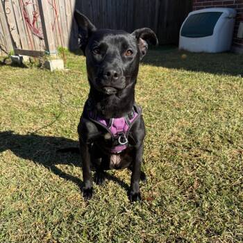 Riley -  Mixed Breed Dog for Adoption in Houston, Texas - Riley | PetCurious