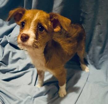 Rachel -  Yorkshire Terrier and Miniature Pinscher Dog for Adoption in Fairmont, Minnesota - Rachel | PetCurious