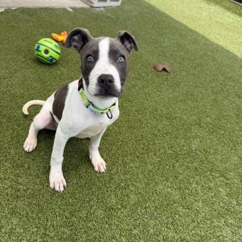 Mixed Breed Dogs Available for Adoption in Titusville, Florida - Sully | PetCurious