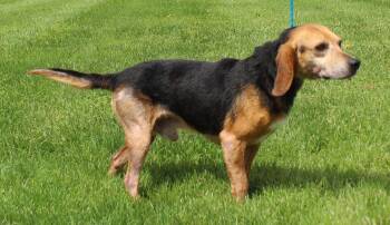 Beagle Dogs Available for Adoption in Heath, Ohio - Bo (11816) | PetCurious