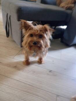 Tango -  Yorkshire Terrier Dog for Adoption in Sunrise, Florida - Tango | PetCurious
