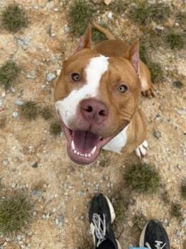 Tavis-adopted! -  Pit Bull Terrier and Mixed Breed Dog for Adoption in Atlanta, Georgia - Tavis-adopted! | PetCurious