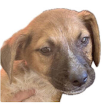 Rescue German Shepherd Dog and Mixed Breed Dogs for Adoption in Austin, Texas - Kona | PetCurious