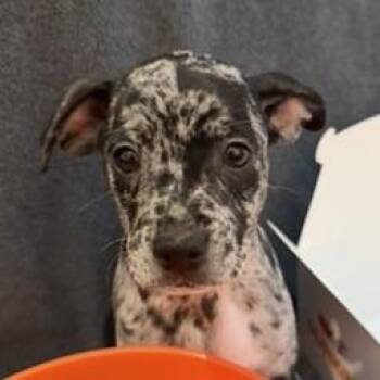 Chihuahua and Mixed Breed Dogs Available for Adoption in Bradenton, Florida - Cinnamon Sugar Munchkin | PetCurious