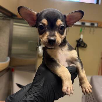 Joshua -  Chihuahua and Mixed Breed Dog for Adoption in Palm Springs, California - Joshua | PetCurious