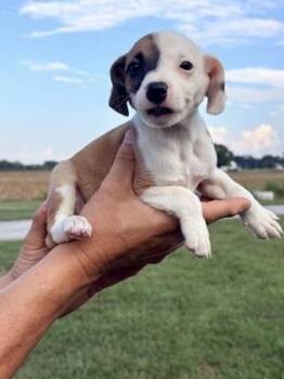 Ady -  Australian Shepherd and Dachshund Dog for Adoption in Morton Grove, Illinois - Ady | PetCurious