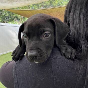 Kelp -  Mixed Breed Dog for Adoption in Titusville, Florida - Kelp | PetCurious