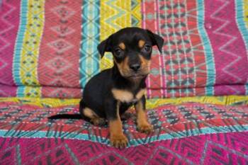 Oakley -  Chihuahua and Mixed Breed Dog for Adoption in San Antonio, Texas - Oakley | PetCurious