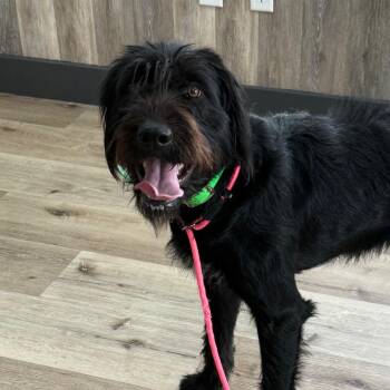 German Wirehaired Pointer and Black Labrador Retriever Dogs Available for Adoption - Maggie | PetCurious