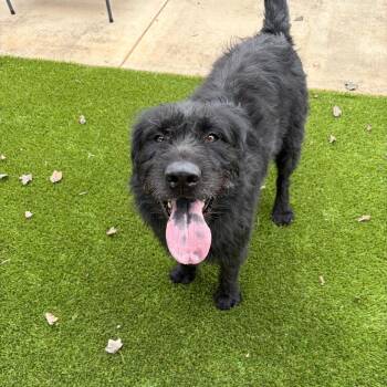 Seymour -  Poodle and Labrador Retriever Dog for Adoption in Greensboro, Georgia - Seymour | PetCurious