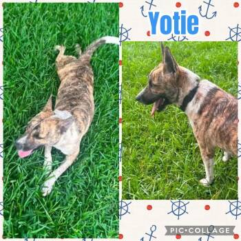 Yotie -  Australian Cattle Dog Blue Heeler Dog for Adoption in Ringwood, New Jersey - Yotie | PetCurious