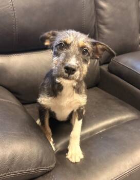 Eleven -  Labrador Retriever and Mixed Breed Dog for Adoption in Blountville, Tennessee - Eleven | PetCurious