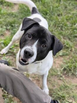 MANCHI -  Pit Bull Terrier and Labrador Retriever Dog Available for Adoption in St. Peters, Missouri - MANCHI | PetCurious