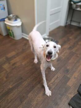 Dolly -  Aussiedoodle Dog for Adoption in Eatontown, New Jersey - Dolly | PetCurious