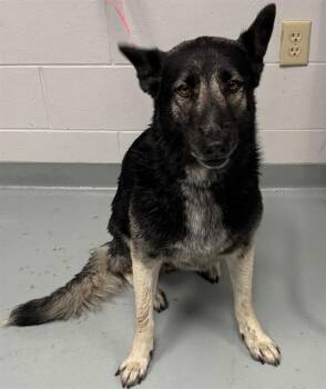 German Shepherd Dog and Mixed Breed Dogs Available for Adoption in St. Cloud, Florida - ZENA | PetCurious