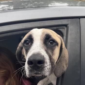 Hound Dogs Available for Adoption in Columbus, North Carolina - Goofy | PetCurious