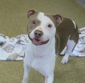 Pit Bull Terrier and Mixed Breed Dogs Available for Adoption in Westland, Michigan - Stewie | PetCurious
