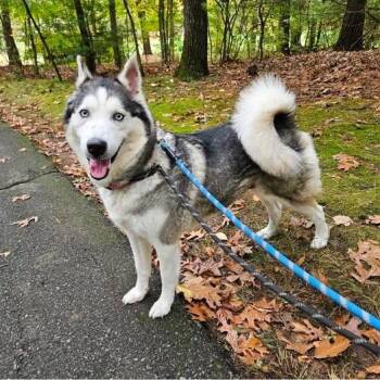 Takaya -  Siberian Husky Dog for Adoption in Central Falls, Rhode Island - Takaya | PetCurious