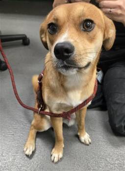 PETE -  Shiba Inu and Mixed Breed Dog for Adoption in Corpus Christi, Texas - PETE | PetCurious