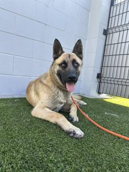 German Shepherd Dog Dogs Available for Adoption in Stockton, California - MORIARTY | PetCurious