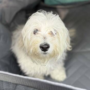 Maltese and Poodle Dogs Available for Adoption in Park Row, Texas - AlCalvin | PetCurious