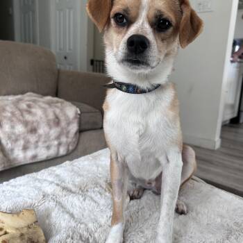 Teddy -  Chihuahua and Beagle Dog for Adoption in Burnaby, British Columbia - Teddy | PetCurious
