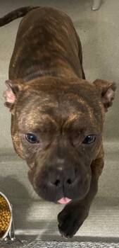 Rescue Boxer Dogs for Adoption in Roanoke, Virginia - Gotti/Buddy | PetCurious