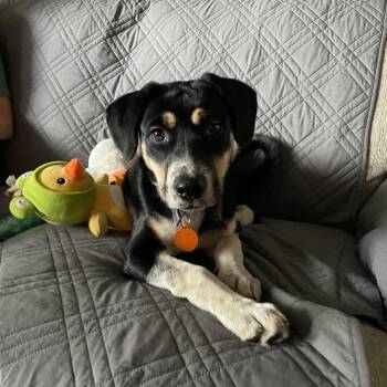 Lola -  Hound Dog for Adoption in Avondale, Pennsylvania - Lola | PetCurious
