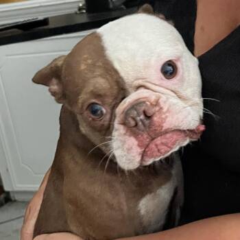 Chewy - NY -  Boston Terrier and French Bulldog Dog for Adoption in Magnolia, Texas - Chewy - NY | PetCurious