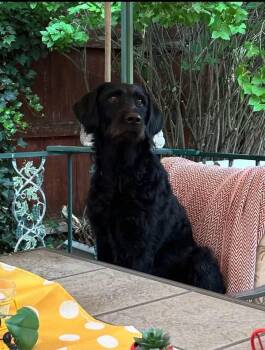 Gucci -  Poodle and Labrador Retriever Dog for Adoption in Heber City, Utah - Gucci | PetCurious