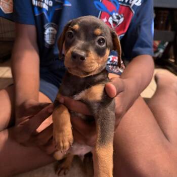KIP -  Chiweenie Dog for Adoption in Fosters, Alabama - KIP | PetCurious