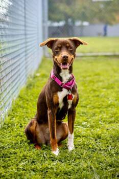 Junie -  Miniature Pinscher Dog for Adoption in Valparaiso, Indiana - Junie | PetCurious
