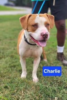 Charlie -  Staffordshire Bull Terrier and Mixed Breed Dog for Adoption in Clinton, Missouri - Charlie | PetCurious