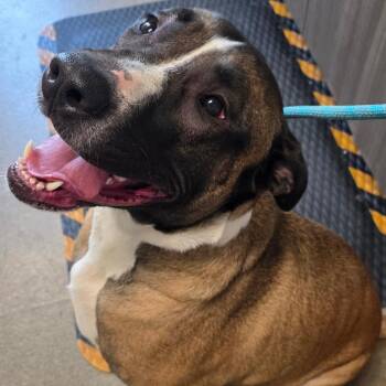 Duke -  Mastiff and Mixed Breed Dog for Adoption in Council Bluffs, Iowa - Duke | PetCurious