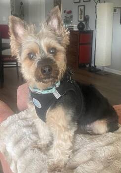 Yorkshire Terrier Dogs Available for Adoption - Kashi | PetCurious