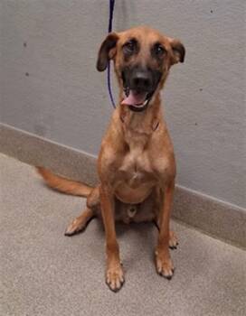 LINCOLN -  Belgian Shepherd Malinois Dog for Adoption in Las Vegas, Nevada - LINCOLN | PetCurious
