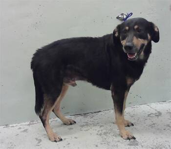 DEMON -  German Shepherd Dog and Mixed Breed Dog for Adoption in Houston, Texas - DEMON | PetCurious