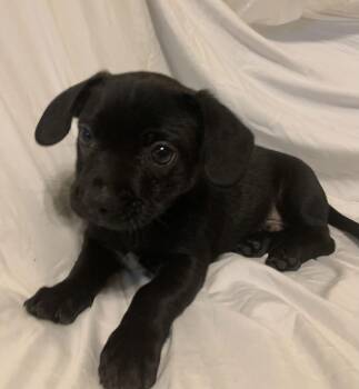 Chihuahua Dogs Available for Adoption - Floppy | PetCurious