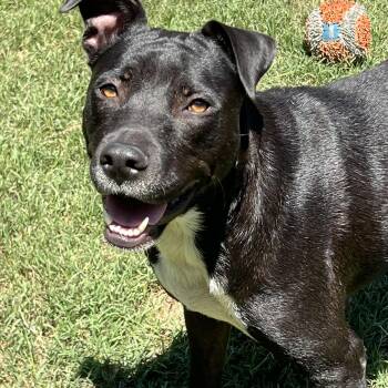 Kenley -  Mixed Breed Dog for Adoption in Mount Pleasant, South Carolina - Kenley | PetCurious