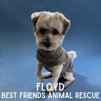 Floyd -  Shih Tzu and Mixed Breed Dog for Adoption in Wasilla, Alaska - Floyd | PetCurious