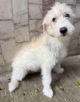 BOSCO -  Wire Fox Terrier Dog for Adoption in Langley Township, British Columbia - BOSCO | PetCurious