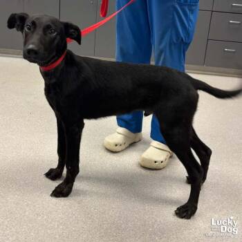 Shuler -  Shepherd and Retriever Dog for Adoption in Washington, District Of Columbia - Shuler | PetCurious