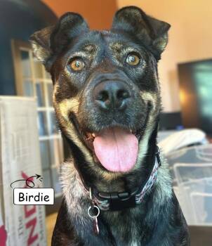 Birdie -  Shepherd Dog for Adoption in Sandy Hook, Manitoba - Birdie | PetCurious