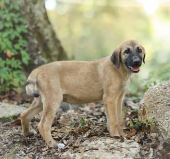 Gretal -  German Shepherd Dog Dog for Adoption in Lucedale, Mississippi - Gretal | PetCurious