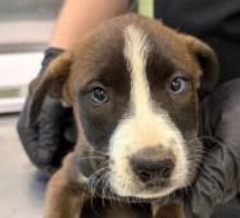Mulan -  Shepherd and Mixed Breed Dog for Adoption in Kansas City, Missouri - Mulan | PetCurious