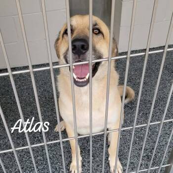 Atlas -  Mixed Breed Dog for Adoption in Buchanan Dam, Texas - Atlas | PetCurious