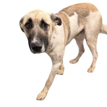 Alpha -  Anatolian Shepherd Dog for Adoption in Red Bluff, California - Alpha | PetCurious