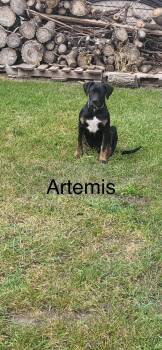 Rescue Boxer and Labrador Retriever Dogs for Adoption in Clavet, Saskatchewan - Artemis | PetCurious