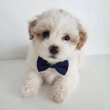 Biscuit -  Shih Poo and Poodle Dog for Adoption in Phoenix, Arizona - Biscuit | PetCurious